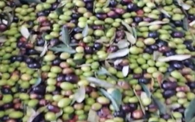 Le nostre olive… la qualità si vede ad occhio